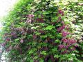 Akebia Quinata - pięciolistkowa