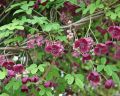 Akebia Quinata - pięciolistkowa