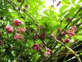 Akebia Quinata - pięciolistkowa