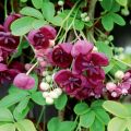 Akebia Quinata - pięciolistkowa