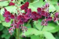 Akebia Quinata - pięciolistkowa