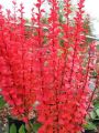 Berberys ORANGE PILLAR