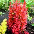 Berberys ORANGE PILLAR