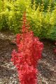 Berberys ORANGE PILLAR