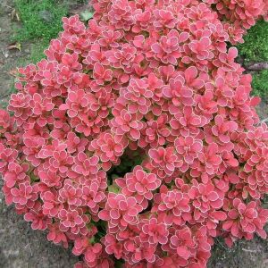 Berberitze RUBY STAR