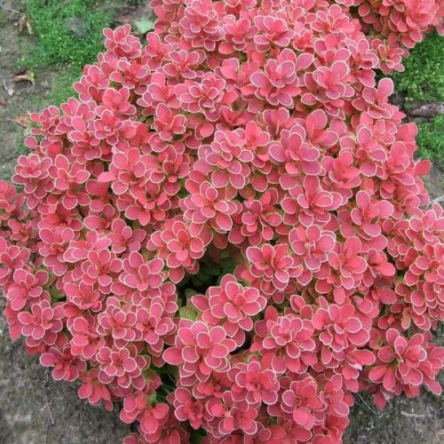 Berberitze RUBY STAR