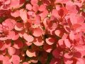 Berberys 'Ruby Star'