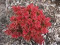 Berberys 'Ruby Star'
