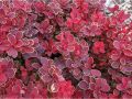 Berberys 'Ruby Star'