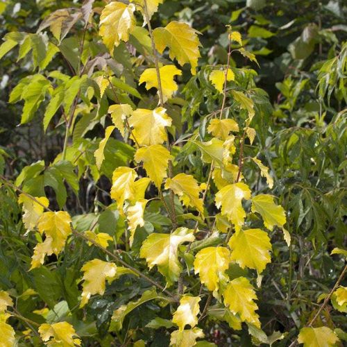 Birke AUREA Säulenform