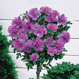 Hibiskus ARDENS Syrischer Eibisch auf Stamm