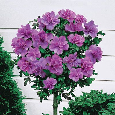 Hibiskus ARDENS Syrischer Eibisch auf Stamm