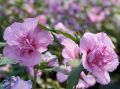 Hibiskus ARDENS