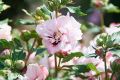 Hibiscus syriacus LEOPOLDII - ketmia syryjska na pniu