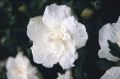 Hibiskus BIAŁY PEŁNY