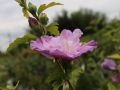 Hibiskus LAWENDOWY PEŁNY - szczepiony