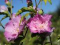 Hibiskus LAWENDOWY PEŁNY - szczepiony