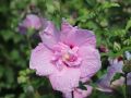 Hibiskus LAWENDOWY PEŁNY - szczepiony