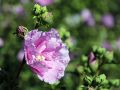 Hibiskus LAWENDOWY PEŁNY - szczepiony