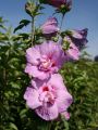 Hibiskus LAWENDOWY PEŁNY - szczepiony