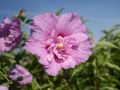 Hibiskus LAWENDOWY PEŁNY - szczepiony
