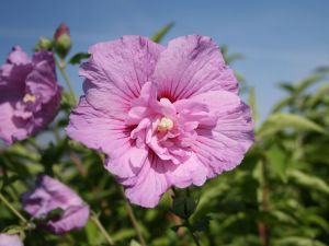Hibiskus Lavendel Vollblüte– veredelt