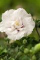 Hibiskus RÓŻOWY PEŁNY - szczepiony