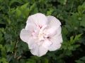 Hibiskus RÓŻOWY PEŁNY - szczepiony