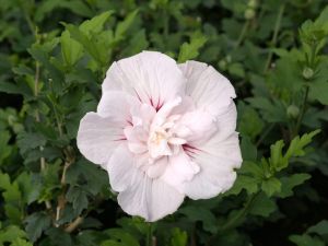 Hibiskus Rosa Vollblüte– veredelt