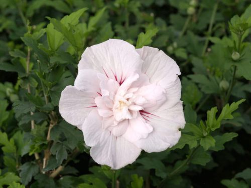 Hibiskus Rosa Vollblüte– veredelt