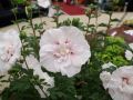 Hibiskus RÓŻOWY PEŁNY - szczepiony