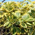 Trzmielina COUNTRY GOLD