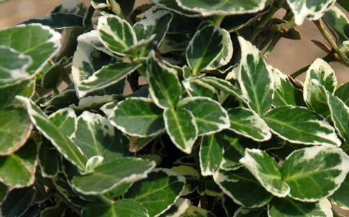 Spindelstrauch GRACILIS