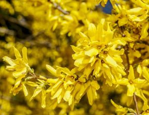Koreanische Forsythie  KUNSOM