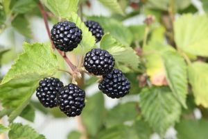 Brombeere  DIRETTISSIMA MONTBLANC