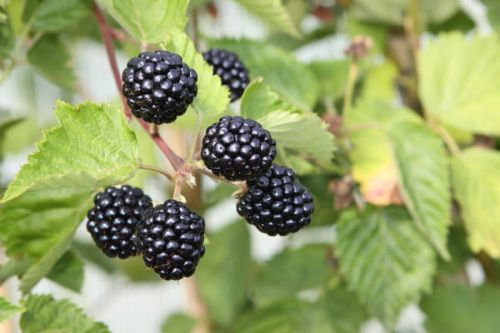 Brombeere  DIRETTISSIMA MONTBLANC