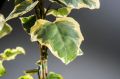 Bluszcz Kolchidzki 'Dentata Variegata'