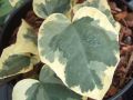 Bluszcz Kolchidzki 'Dentata Variegata'