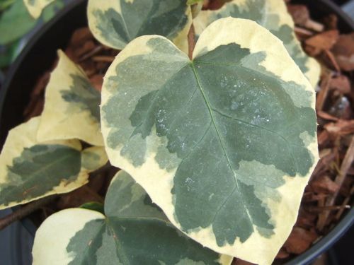 Kolchischer Efeu DENTATA VARIEGATA