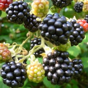 Brombeere  LITTLE BLACK PRINCE