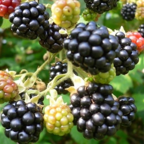 Brombeere  LITTLE BLACK PRINCE