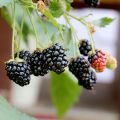 Jeżyna bezkolcowa 'Little Black Prince'