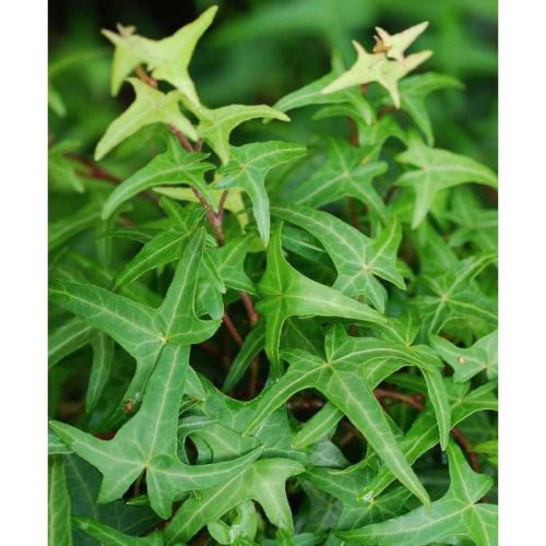Gemeiner Efeu SAGITTIFOLIA