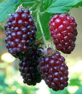 Brombeere Himbeere BOYSENBERRY