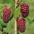 Malinojeżyna 'Boysenberry'