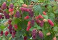 Malinojeżyna 'Boysenberry'
