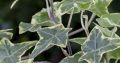 Bluszcz 'White Diamond'