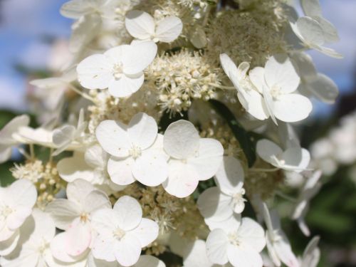 Rispenhortensie KYUSHU