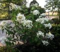 Hortensja Bukietowa 'Le Vasterival'