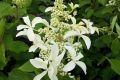 Hortensja Bukietowa 'Le Vasterival'